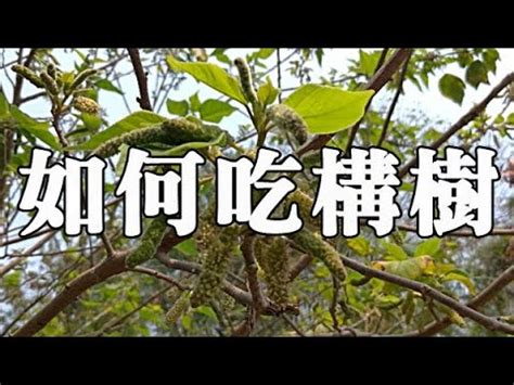 構樹功效|【構樹功效】構樹功效大揭密！全身都是寶的「皮膚聖。